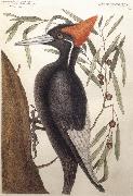 Catesby Mark Largest White Billed Woodpecker Sweden oil painting artist